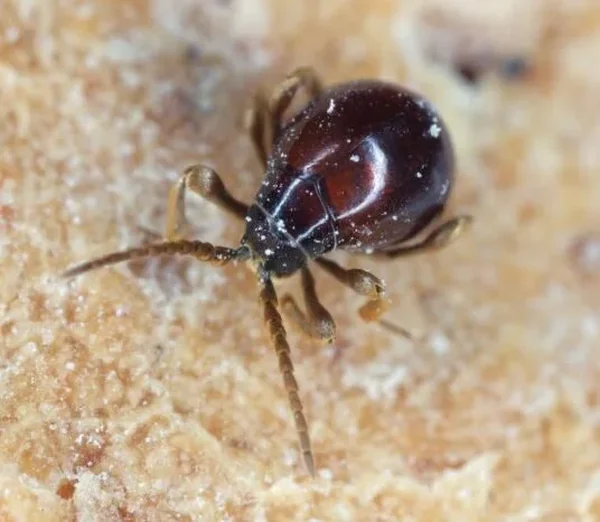 Kugelkäfer (Gibbium) in Nahaufnahme — kugelige, glänzend rotbraune Gestalt mit langen Beinen